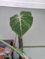 Grote philodendron, Ophalen, Overige soorten, Halfschaduw, In pot