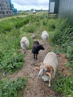 Te koop 3 mini schaapjes, Dieren en Toebehoren, Schapen, Geiten en Varkens, Mannelijk, Schaap