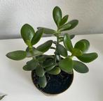 Crassula Ovata vetplant Succulent, Ophalen, Vetplant, Halfschaduw, Minder dan 100 cm