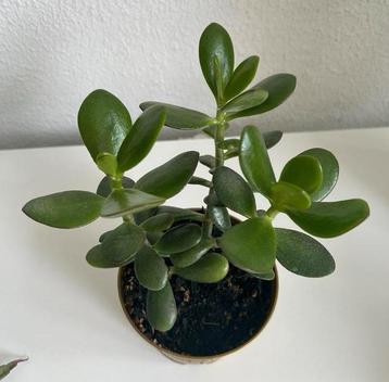 Crassula Ovata vetplant Succulent beschikbaar voor biedingen