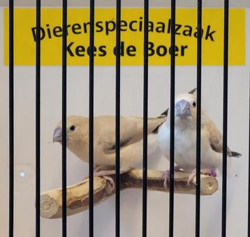 Koppeltje zilverbekjes  beschikbaar voor biedingen