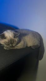Britse korthaar kitten, Ophalen, Zo goed als nieuw