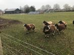 bonte schapen ( ooien), Vrouwelijk, Schaap, 0 tot 2 jaar