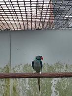 Koppel malabar parkieten, Dieren en Toebehoren, Meerdere dieren, Parkiet