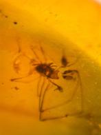 Birmees Amber (U) met insluiting van Arachnida spin., Verzenden, Fossiel