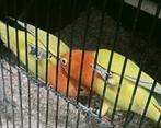 Prachtige piep jonge agapornis fisheri opaline dilute groen, Dieren en Toebehoren, Vogels | Parkieten en Papegaaien, Meerdere dieren