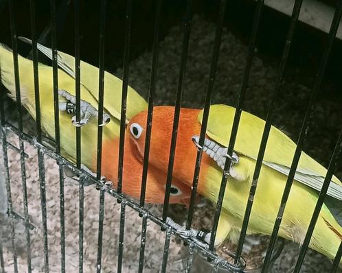 Prachtige piep jonge agapornis fisheri opaline dilute groen, Dieren en Toebehoren, Vogels | Parkieten en Papegaaien, Dwergpapegaai of Agapornis