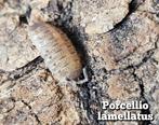 Porcellio lamellatus, Overige soorten