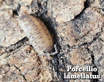 Porcellio lamellatus  beschikbaar voor biedingen
