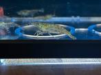 Neocaridina wildkleur mix garnalen, Dieren en Toebehoren, Vissen | Aquariumvissen, Kreeft, Krab of Garnaal, Zoetwatervis, Schoolvis