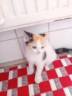 Hele schattige kitten  tekoop  geboren op 16 mei 2025, Dieren en Toebehoren, Katten en Kittens | Raskatten | Korthaar