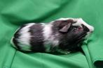 Cavia cuy beer, Dieren en Toebehoren, Knaagdieren, Juni, Mannelijk, Cavia