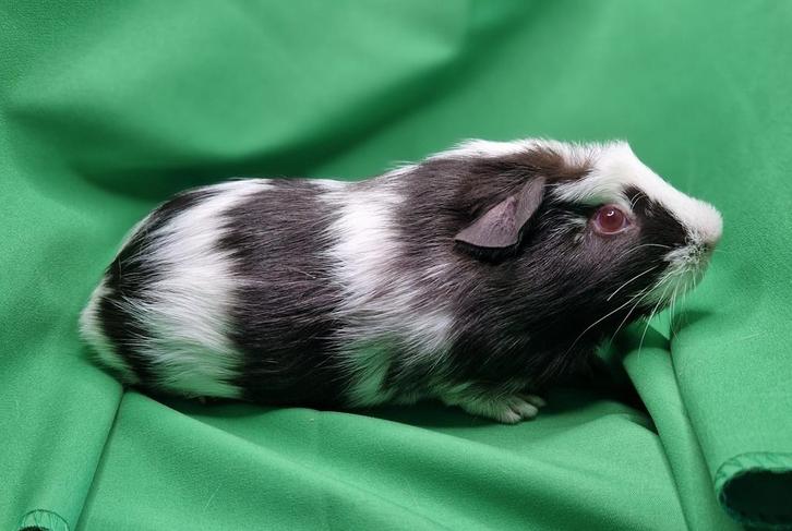 Cavia cuy beer, Dieren en Toebehoren, Knaagdieren, Mannelijk, Cavia, Juni