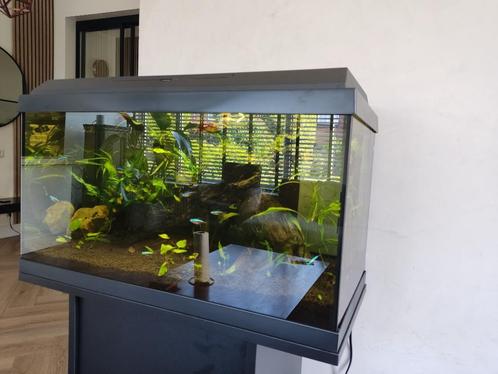 Compleet Juwel aquarium incl gezonde vissen!, Dieren en Toebehoren, Vissen | Aquaria en Toebehoren, Zo goed als nieuw, Gevuld zoetwateraquarium