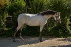 Super knappe 3 jarige Lusitano ruin, Dieren en Toebehoren, Paarden, Gechipt, Ruin, Niet van toepassing, Dressuurpaard