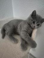 2 schatting Kittens zoeken nieuwe huisje, Meerdere dieren