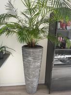 Grote hoge grijzen stenen planten pot inclusief plant, Ophalen, Overige soorten, Halfschaduw, 150 tot 200 cm