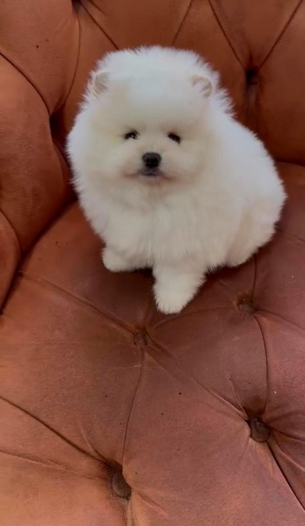 Pomeriaantjes aanwezig, Dieren en Toebehoren, Honden | Chihuahua's en Gezelschapshonden, Teef, Particulier, Meerdere, Buitenland