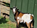 DWERGGEITEN BOK TE HUUR, Dieren en Toebehoren, Schapen, Geiten en Varkens, Mannelijk, Geit