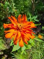 Zinnia Aztec Orange, Ophalen of Verzenden, Voorjaar, Volle zon, Zaad