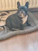 Franse Bulldog Herplaatsing Zwart Teefje , 6 jaar, 6 jaar of ouder, Rabiës (hondsdolheid), Teef, Bulldog