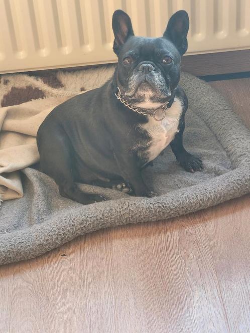 Franse Bulldog Herplaatsing Zwart Teefje , 6 jaar, Dieren en Toebehoren, Honden | Bulldogs, Pinschers en Molossers, Teef, Bulldog