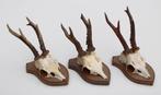 3 x REE GEWEI op eikenhouten schild - set K, Verzamelen, Dierenverzamelingen, Ophalen of Verzenden, Gebruikt, Hert, Gewei of Kop