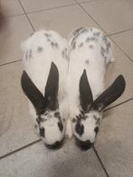 Mooie F 1 Fok Voedsters, Vrouwelijk, Middelgroot, 0 tot 2 jaar