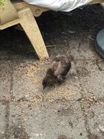 Haan kuiken Choco bruin, Dieren en Toebehoren, Pluimvee, Mannelijk, Kip