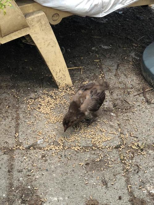 Haan kuiken Choco bruin, Dieren en Toebehoren, Pluimvee, Kip, Mannelijk