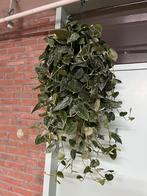 Scindapsus ‘Silvery Ann’, Ophalen of Verzenden, Volle zon, Minder dan 100 cm