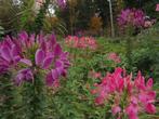 Zaden Cleome zuurstokroze, Verzenden, Voorjaar, Volle zon, Zaad