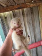 Fretten pups Albino NU beschikbaar, Dieren en Toebehoren, Overige Dieren, Mei, Meerdere dieren