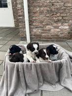 Heidewachtel pups te koop, Parvo, Overige rassen, 8 tot 15 weken, Meerdere