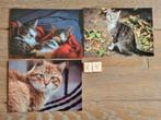Set 14 3 KATTEN kaarten postcrossing nieuw, Verzamelen, Ansichtkaarten | Dieren, Ophalen of Verzenden, 1980 tot heden, Hond of Kat