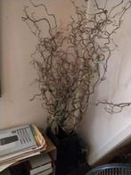 paastakken hazelaar, 70 cm en 100 cm, Ophalen, Nieuw