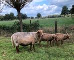 Coburger fuchs ooi , met of zonder lammeren, Dieren en Toebehoren, Schapen, Geiten en Varkens, Vrouwelijk, Schaap, 0 tot 2 jaar