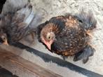 Gratis cochin kriel kuikens/kippen., Dieren en Toebehoren, Pluimvee, Geslacht onbekend, Kip