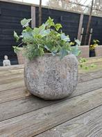 Grote opgemaakte bloempotten   binnen of buiten, Ophalen of Verzenden, Halfschaduw, Minder dan 100 cm