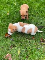 Mooie jackrusell pups  2 reutjes, Dieren en Toebehoren, Honden | Niet-rashonden, Reu, Meerdere, Klein, Nederland