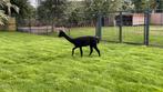 Alpaca merrie AIG Vicky zwart met stamboom, Dieren en Toebehoren, Augustus, Vrouwelijk