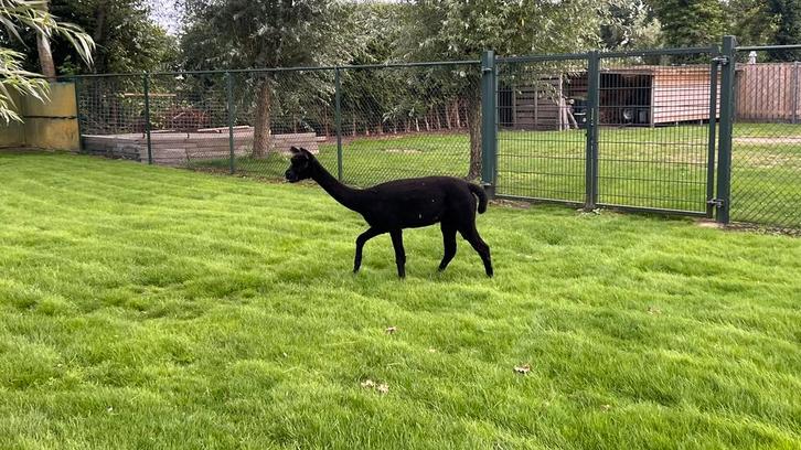 Alpaca merrie AIG Vicky zwart met stamboom, Dieren en Toebehoren, Overige Dieren, Vrouwelijk, Augustus