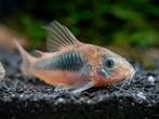 Osteogaster aeneus (corydoras), Dieren en Toebehoren, Vis, Zoetwatervis, Schoolvis
