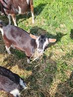 2 schattige geiten bokjes, Dieren en Toebehoren, Schapen, Geiten en Varkens, Mannelijk, Geit