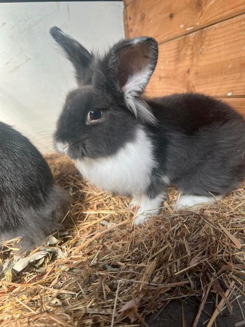 Konijn koppelen? Ruime keus, Dieren en Toebehoren, Konijnen