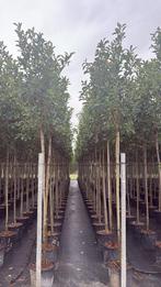 Leiboom Photinia Red Robin C25 8-10 - Wintergroen, Tuin en Terras, Planten | Bomen, Leiboom, Ophalen of Verzenden, Lente, 100 tot 250 cm