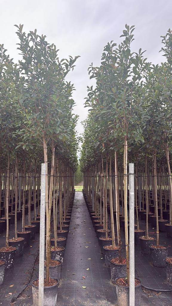 Leiboom Photinia Red Robin C25 8-10 - Wintergroen, Tuin en Terras, Planten | Bomen, Leiboom, 100 tot 250 cm, Volle zon, Lente