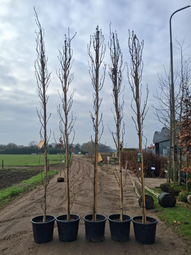 Zuil amberbomen liquidambar styraciflua slender sillhouette, Tuin en Terras, Planten | Bomen, Zuilboom, 250 tot 400 cm, Volle zon