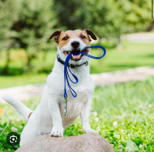 Honden uitlaat service, Dieren en Toebehoren, Dierenvoeding, Ophalen of Verzenden