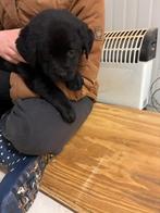 Lieve, ondeugende zw. labrador pups (oud. stamb.) te koop !!, Dieren en Toebehoren, Parvo, 8 tot 15 weken, Labrador retriever